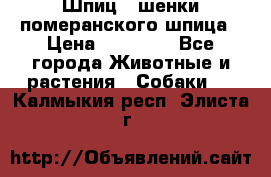 Шпиц - шенки померанского шпица › Цена ­ 20 000 - Все города Животные и растения » Собаки   . Калмыкия респ.,Элиста г.